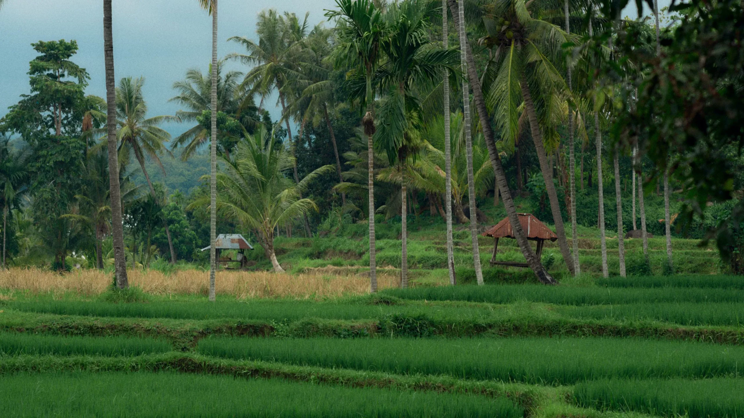On Indonesia’s lesser-known island of Lombok, journey through its wild beaches, jungles, and hidden waterfalls, and crack open fresh lobsters and pineapple.
